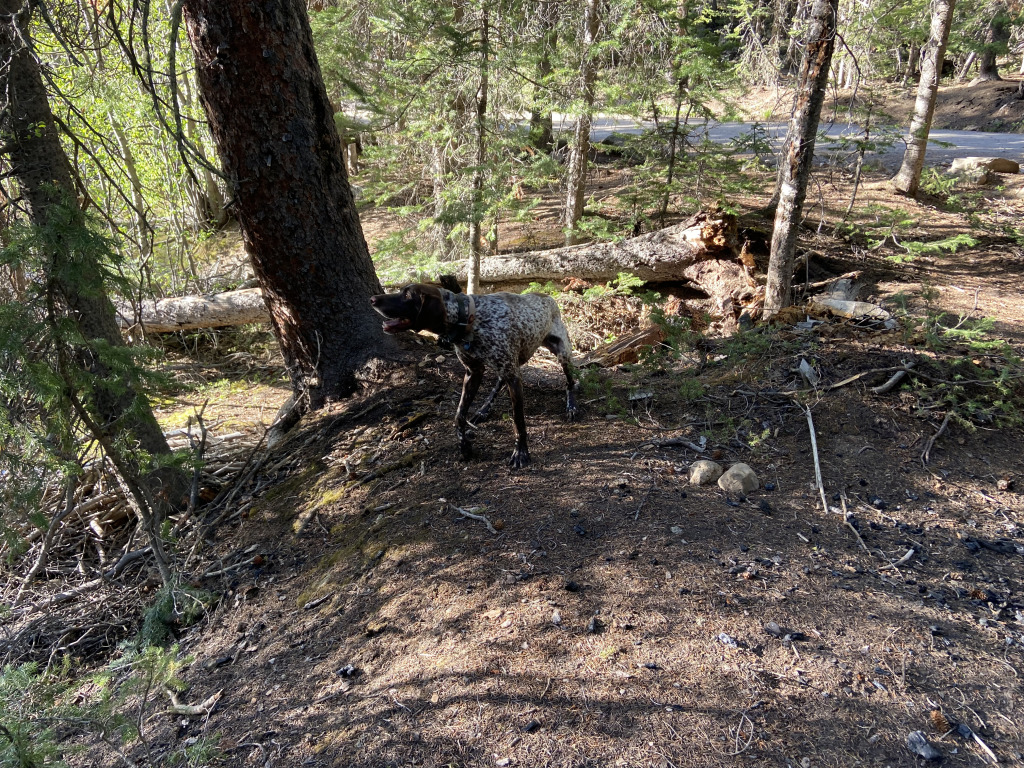 2021-06-11-Aspen-38-Lincoln-Gultch-Primitive-Camping-Blaze.jpg