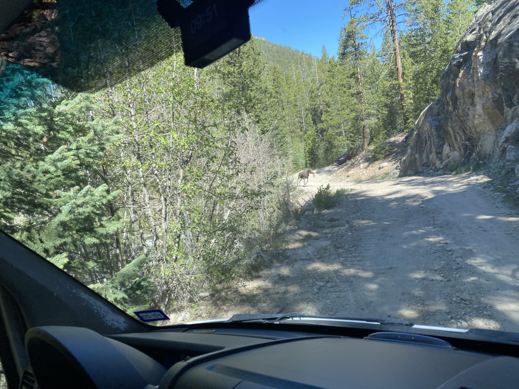 2021-06-11-Aspen-72-Lincoln-Gultch-Primitive-Camping-Moose.jpg