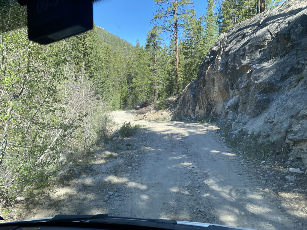 2021-06-11-Aspen-73-Lincoln-Gultch-Primitive-Camping-Moose.jpg