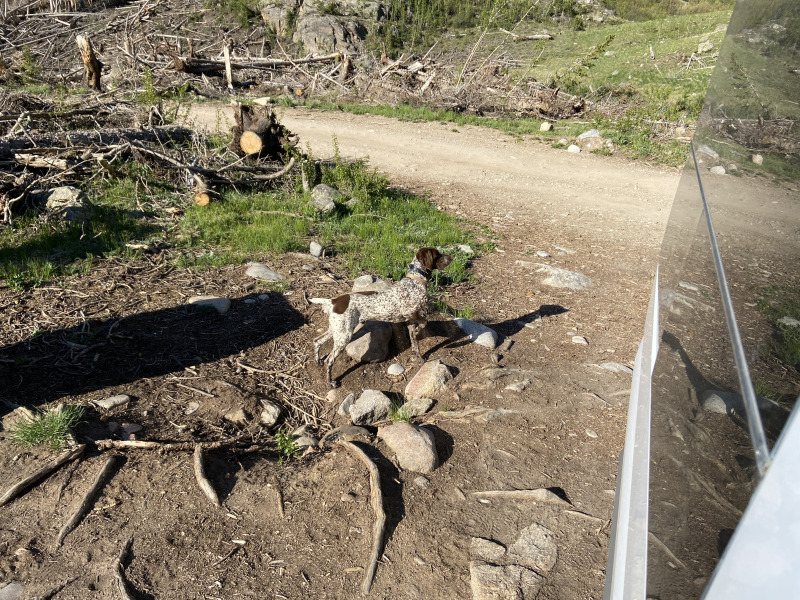 2021-06-11-Aspen-45-Lincoln-Gultch-Primitive-Camping-Blaze.jpg