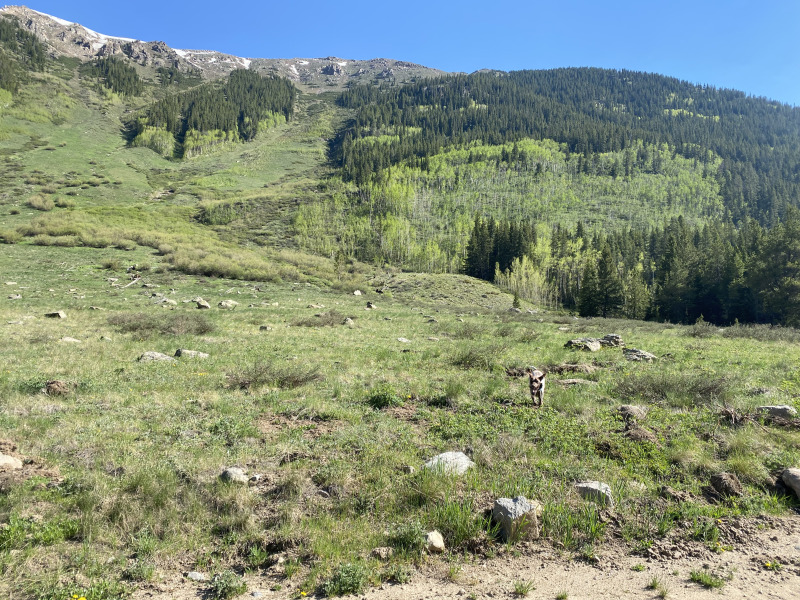 2021-06-11-Aspen-48-Lincoln-Gultch-Primitive-Camping-Blaze.jpg