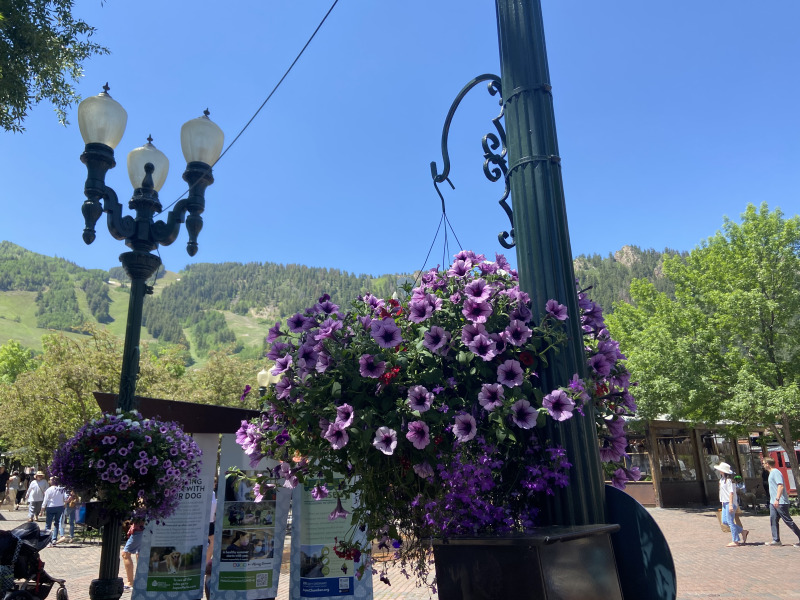 2021-06-12-Aspen-15-flowers.jpg