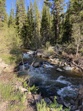 2021-06-11-Aspen-37-Lincoln-Gultch-Primitive-Camping.jpg