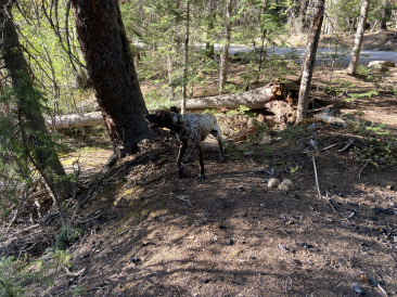 2021-06-11-Aspen-38-Lincoln-Gultch-Primitive-Camping-Blaze.jpg