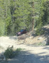 2021-06-11-Aspen-74-Lincoln-Gultch-Primitive-Camping-Moose.jpg