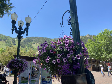 2021-06-12-Aspen-15-flowers.jpg