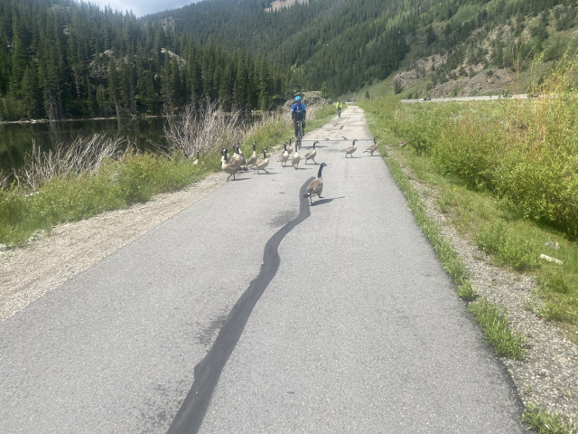 2021-06-27-Breckenridge-03-bike-trail-with-Geese.jpg