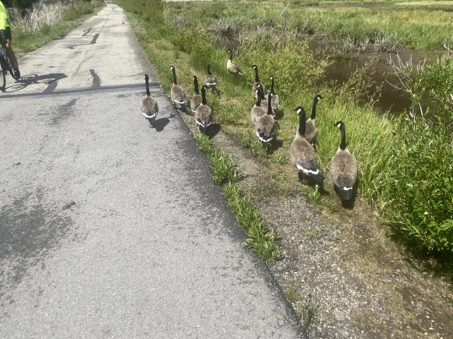 2021-06-27-Breckenridge-04-Geese-on-Bike-Trail.jpg