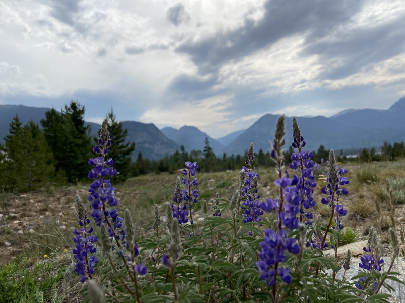 2021-06-23-Breckenridge-flowers.jpg