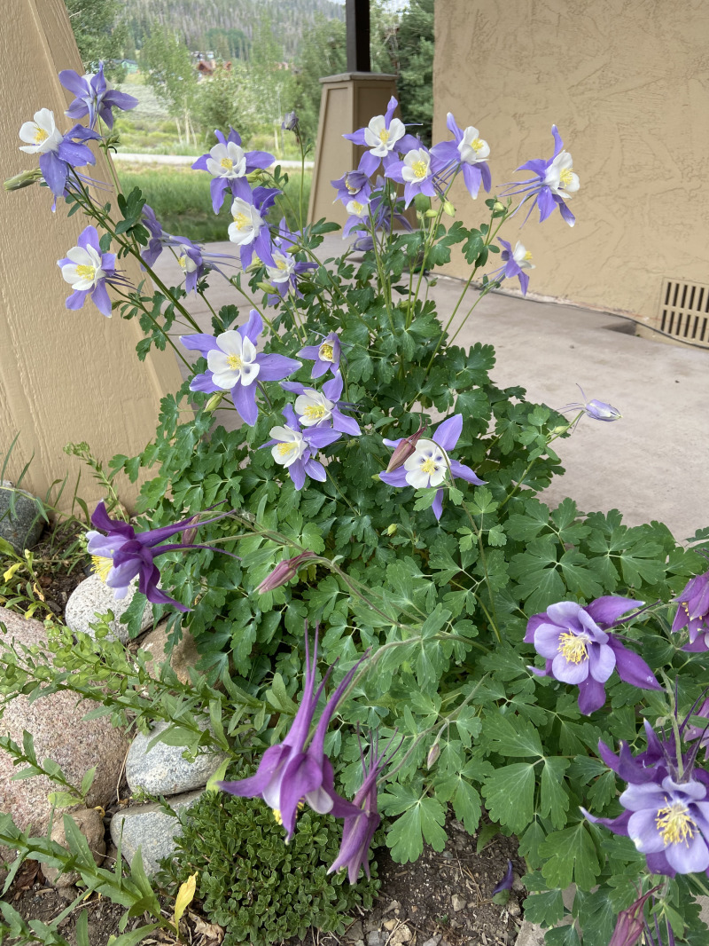 2021-06-24-Breckenridge-2-flowers.jpg