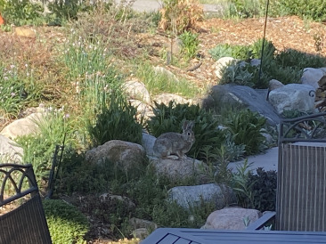2021-06-15-Breckenridge-1-bunny.jpg