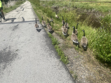 2021-06-27-Breckenridge-04-Geese-on-Bike-Trail.jpg