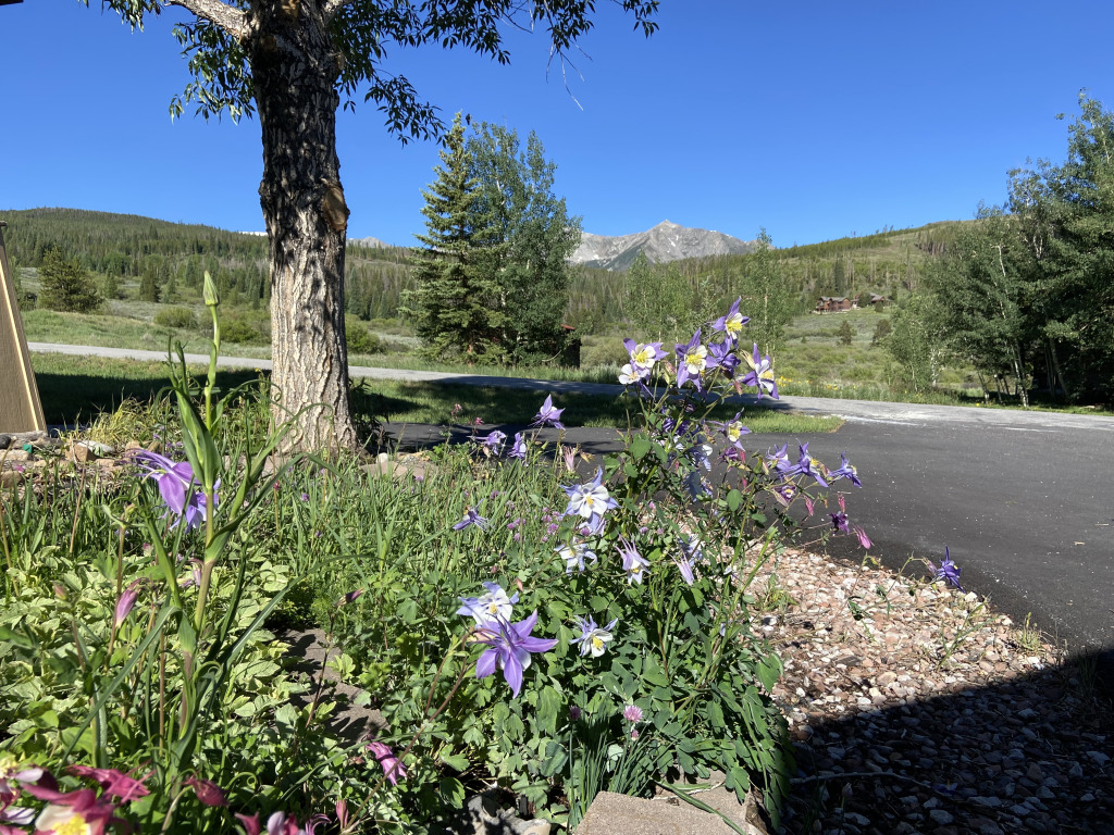 2021-07-02-Colorado-01-flowers.jpg