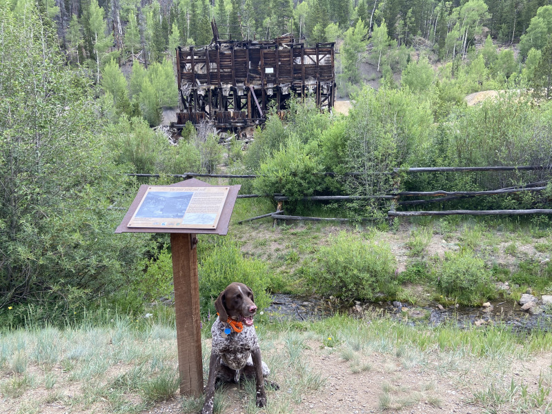 2021-07-17-Colorado-05-Gold-Mine-Hike-Blaze.jpg