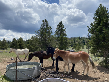 2021-07-23-Colorado-Horses-on-Bike-Path.jpg