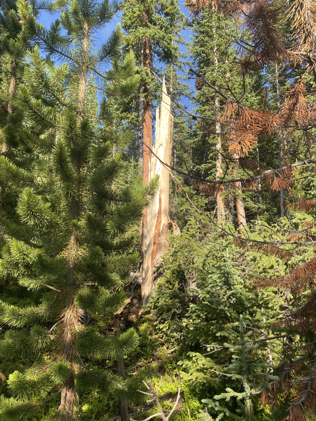 2021/07(July)/Colorado-Trail-with-Carl/1024x768_2021-07-23-Colorado-Trail-03-Segment6b-Tree-struck-by-lightning-yesterday.jpg