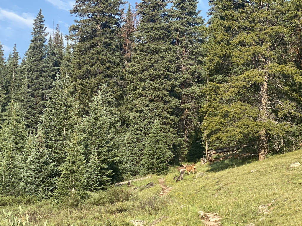 2021-07-26-Colorado-Trail-03-Segment8-Deer.jpg