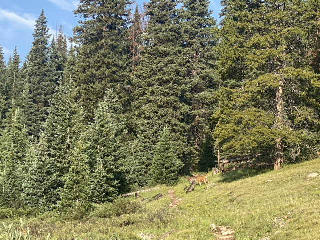 2021-07-26-Colorado-Trail-03-Segment8-Deer.jpg