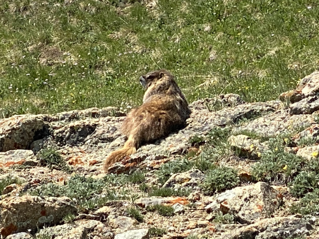 2021-07-26-Colorado-Trail-24-Segment8-Vol.jpg