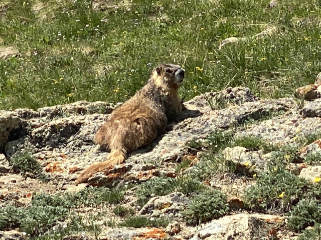 2021-07-26-Colorado-Trail-25-Segment8-Vol.jpg