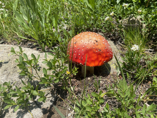 2021-07-26-Colorado-Trail-37-Segment8-Mushroom.jpg