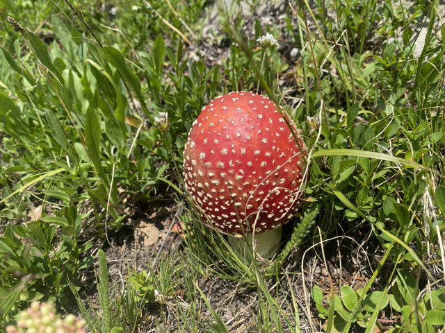 2021-07-26-Colorado-Trail-38-Segment8-Mushroom.jpg