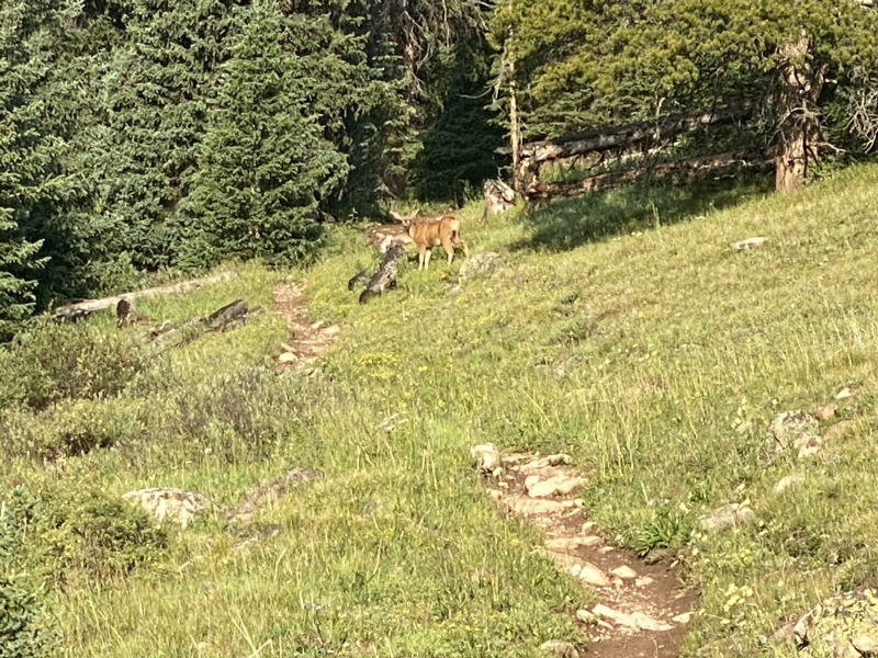 2021-07-26-Colorado-Trail-02-Segment8-Deer.jpg