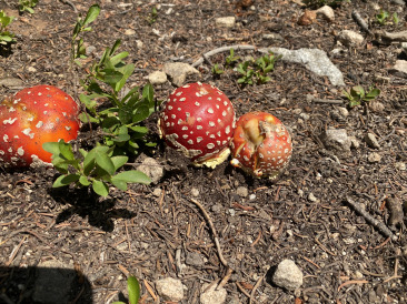 2021-07-25-Colorado-Trail-31-Segment7-mushroom.jpg