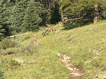 2021-07-26-Colorado-Trail-02-Segment8-Deer.jpg