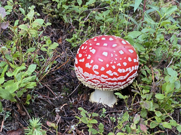 2021-07-27-Colorado-Trail-04-Segment8b-Mushroom.jpg