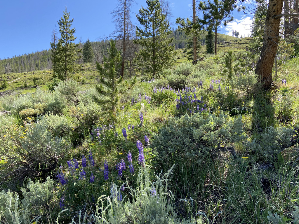 2021-07-06-Colorado-10-Horseshoe-Dredge-Trail-CT.jpg