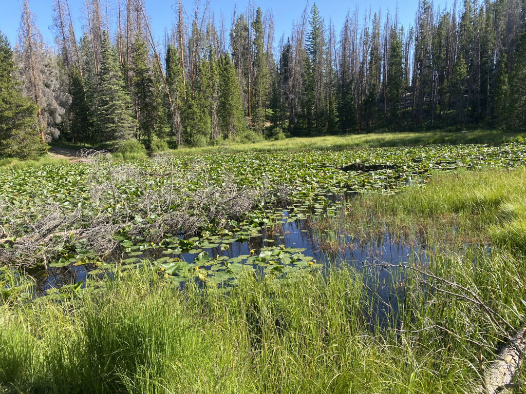 2021-07-09-Colorado-06-Lilypad-Lake-Hike.jpg