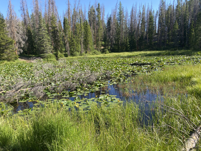 2021-07-09-Colorado-06-Lilypad-Lake-Hike.jpg