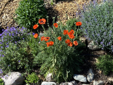 2021-07-06-Colorado-02-flowers.jpg