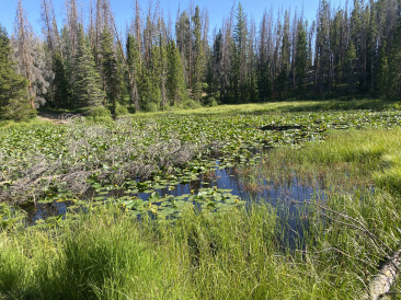 2021-07-09-Colorado-06-Lilypad-Lake-Hike.jpg