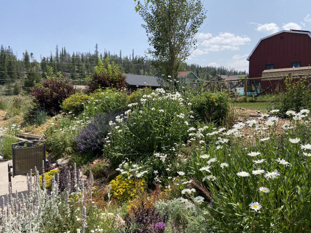 2021-08-11-Colorado-02-flowers.jpg