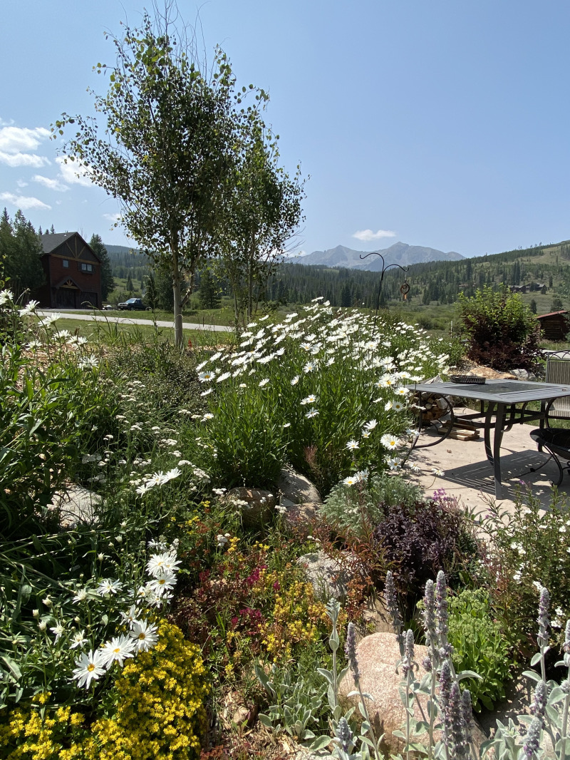 2021-08-11-Colorado-01-flowers.jpg