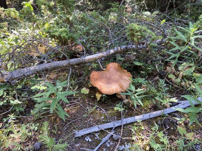 2021-08-14-Colorado-08-mushroom.jpg
