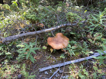 2021-08-14-Colorado-08-mushroom.jpg