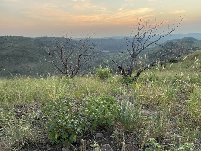 2021-08-07-DMFC-02-Sunrise.jpg