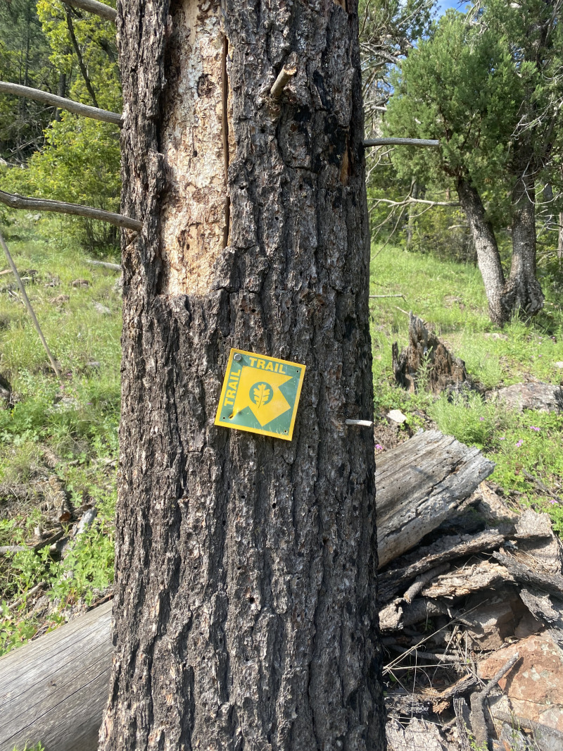 2021-08-05-DMFC-13-Mt-Livermore.jpg