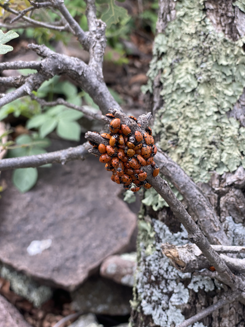 2021/08(August)/Davis-Mountains-Fitness-Camp/800x600_2021-08-05-DMFC-27-Mt-Livermore-Ladybugs.jpg