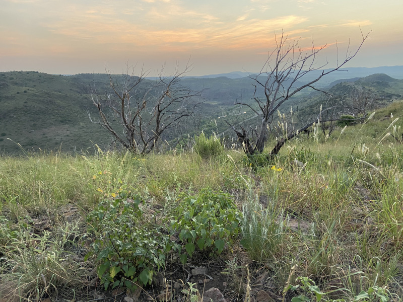 2021-08-07-DMFC-02-Sunrise.jpg
