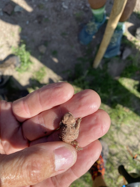 2021-08-05-DMFC-10-Mt-Livermore-Horny-Toad.jpg