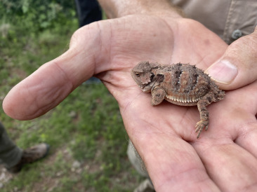 2021-08-05-DMFC-23-Mt-Livermore-Horny-Toad.jpg