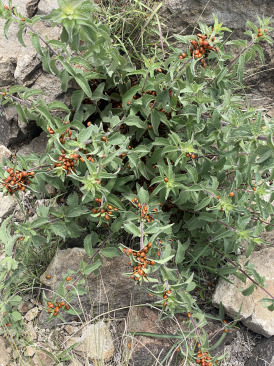 2021-08-05-DMFC-37-Mt-Livermore-Ladybugs.jpg