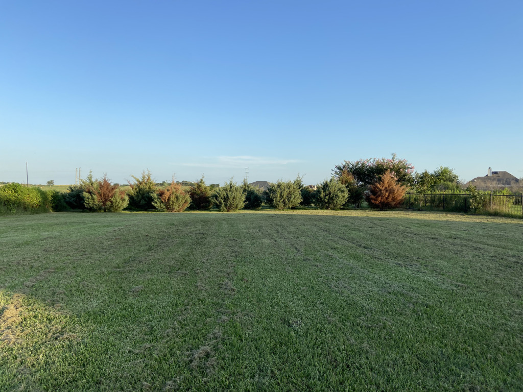 2021/08(August)/Hutto-tree-damage-from-freeze/2021-08-07-Hutto-Tree-Damage-from-Freeze-1.jpg