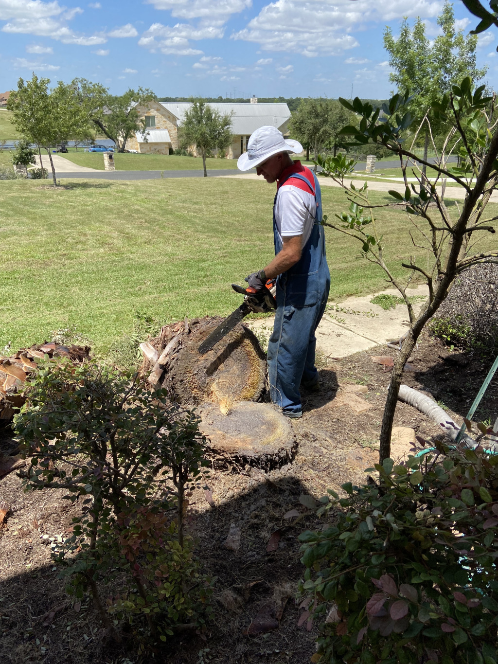 2021/08(August)/Hutto-tree-damage-from-freeze/1024x768_2021-08-08-Palm-Tree-Cut-Down-Travis-Chainsaw-3.jpg