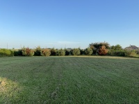 2021/08(August)/Hutto-tree-damage-from-freeze/2021-08-07-Hutto-Tree-Damage-from-Freeze-1.jpg