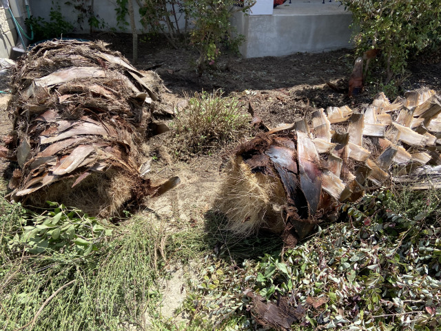 2021/08(August)/Hutto-tree-damage-from-freeze/640x480_2021-08-08-Palm-Tree-Cut-Down-Travis-Chainsaw-1.jpg